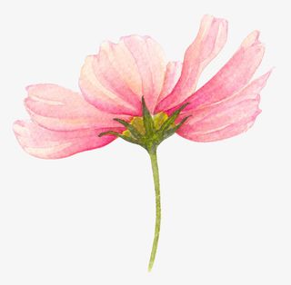 文艺清新花草海报设计装饰免抠