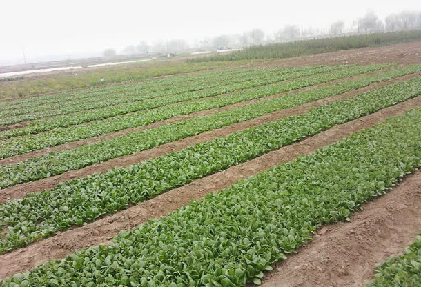 菜园田野风景免抠