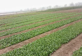 菜园田野风景免抠