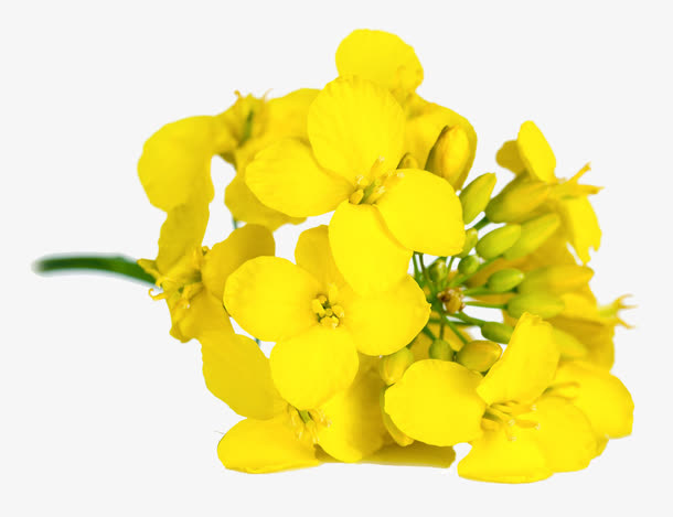 油菜花微距免抠动植物植物元素