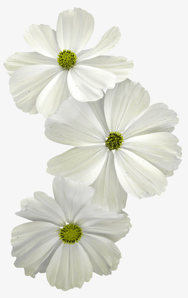 白色鲜花免抠