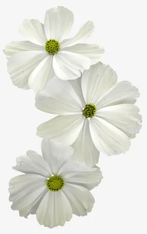 白色鲜花免抠