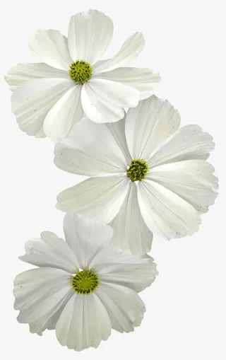 白色鲜花免抠
