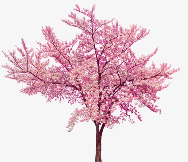 唯美樱花树免抠