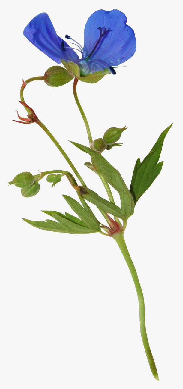 花卉免抠