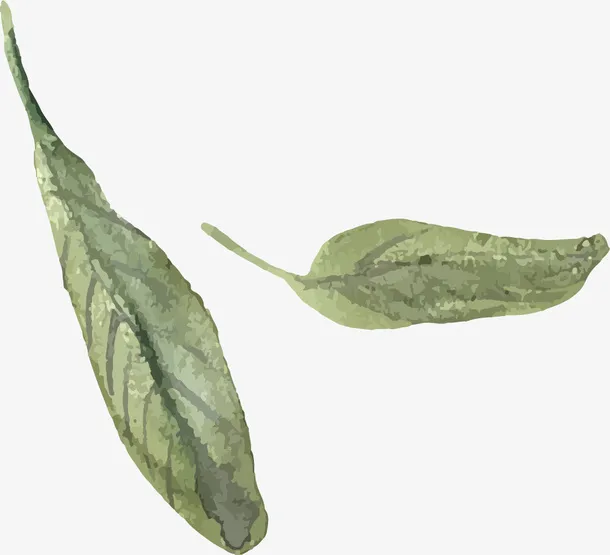手绘叶子免抠
