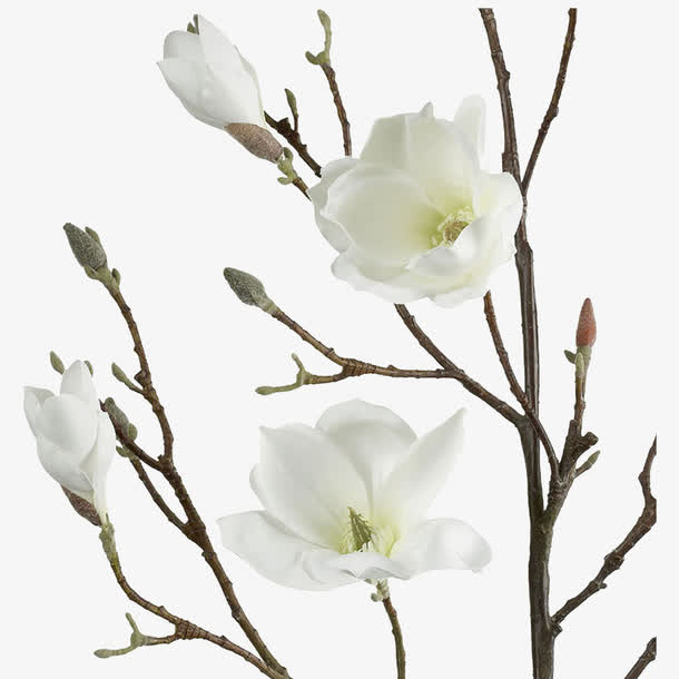 白色木槿花免抠素材免抠