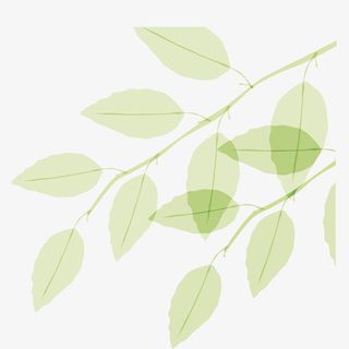 清新树叶树枝免抠