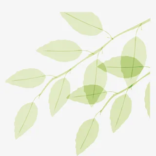 清新树叶树枝免抠