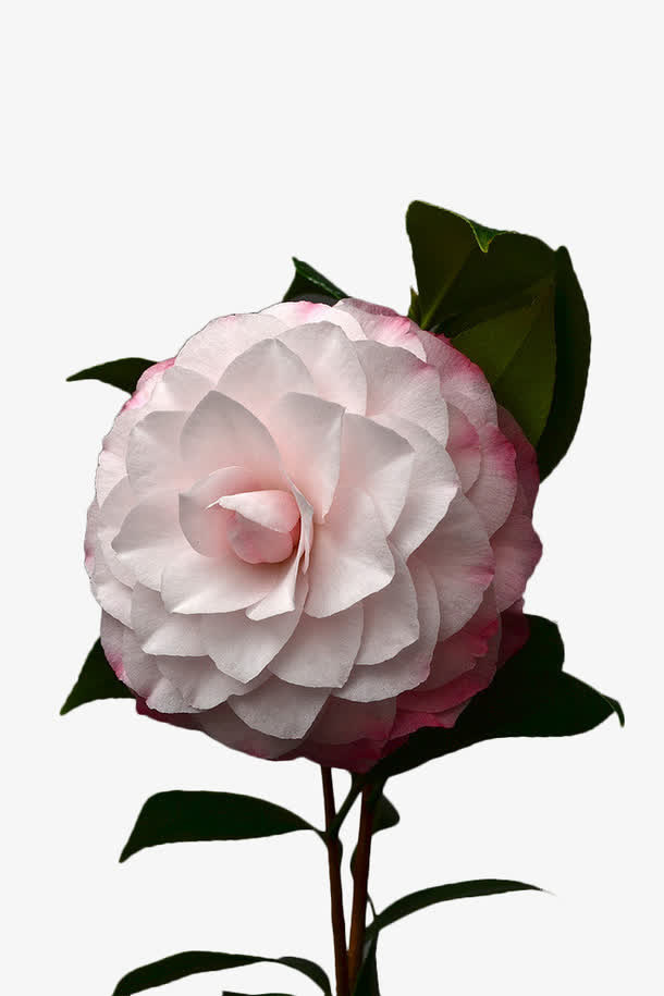 绽放的白茶花免抠