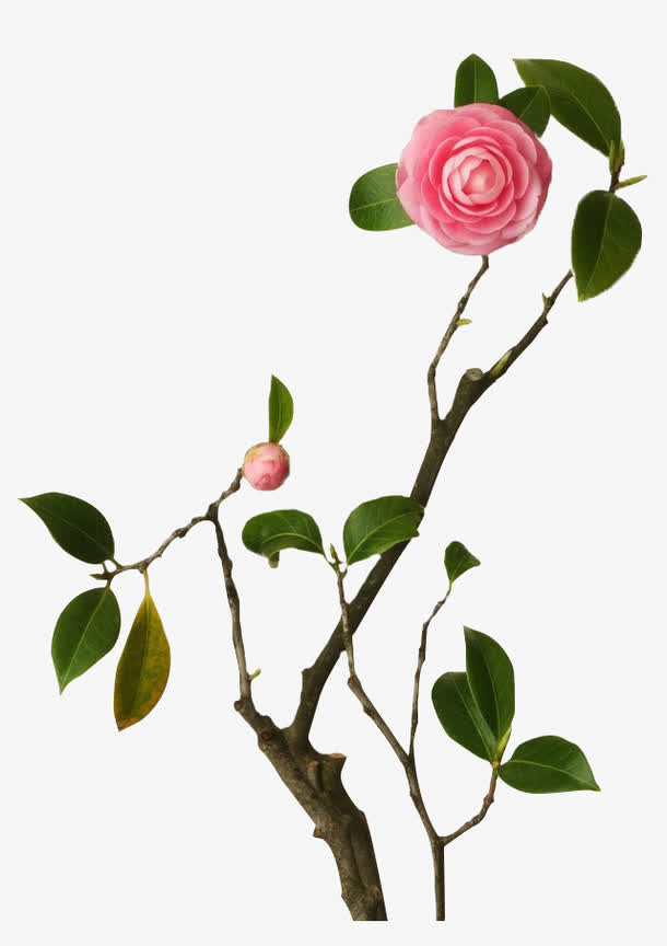 花式装饰图案免抠