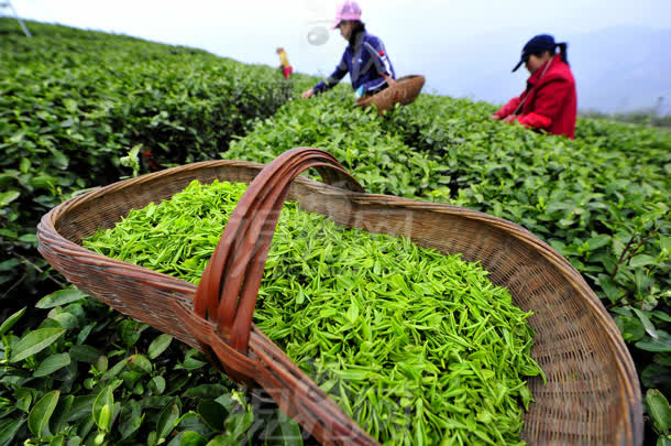 一箩筐茶叶茶农采撷免抠