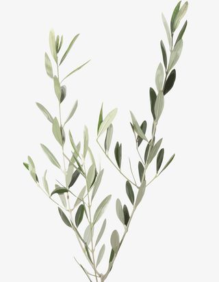 矢量水彩树枝树叶免抠