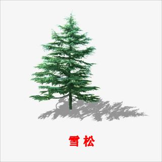 雪松免抠