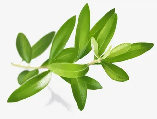 卡通绿叶免扣素材免抠