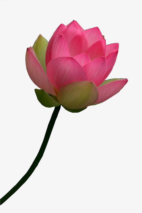 漂亮的莲花免抠