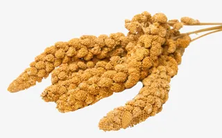 黄色一捆饱满小麦穗免抠