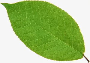 一片茶叶免抠