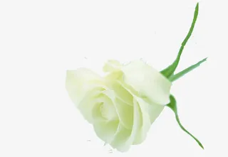 白色淡雅春天花朵免抠