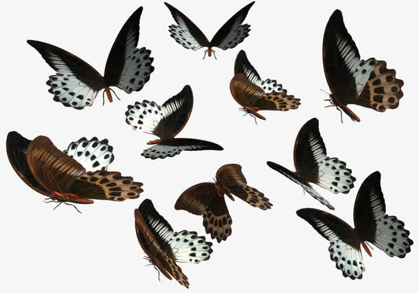 多种颜色卡通春天蝴蝶免抠