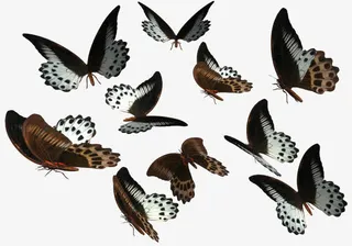 多种颜色卡通春天蝴蝶免抠