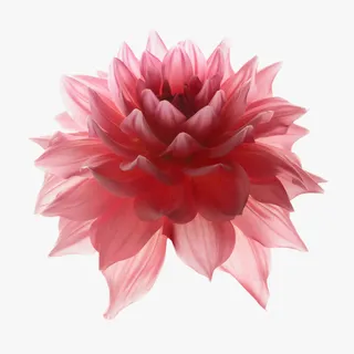 立体花朵装饰免抠