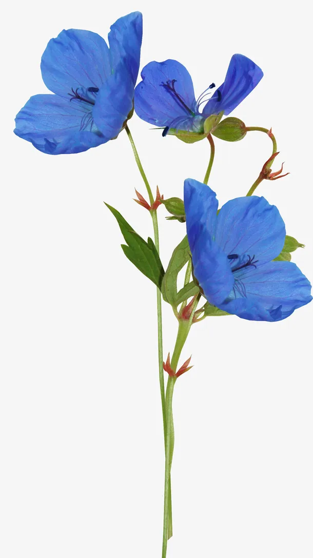 花卉免抠