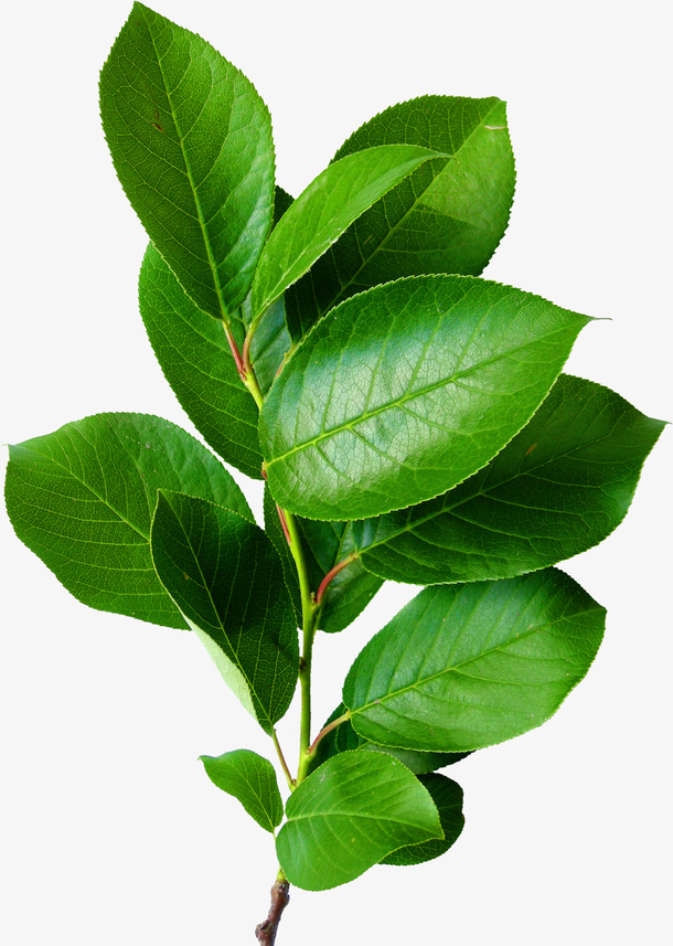 新鲜的树叶免抠