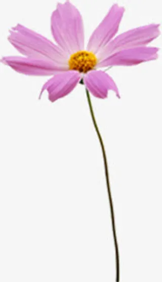 浪漫花瓣春天高清墙纸免抠