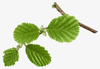 树枝清新绿叶免抠