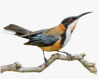 站在树枝上的飞鸟免抠