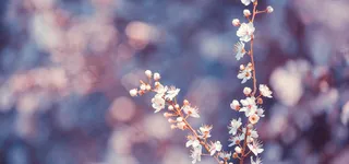 唯美花卉摄影背景高清