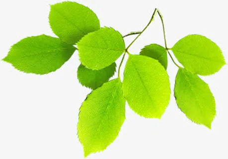 春季黄绿色植物树叶树枝免抠