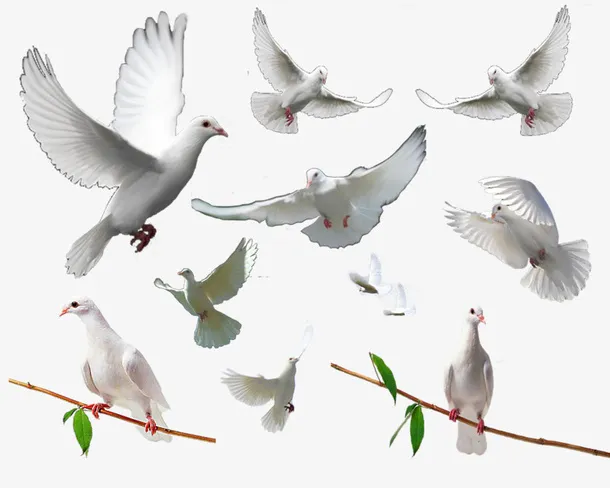 一些鸽子免抠