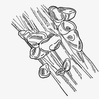 手绘长在树上的木耳免抠