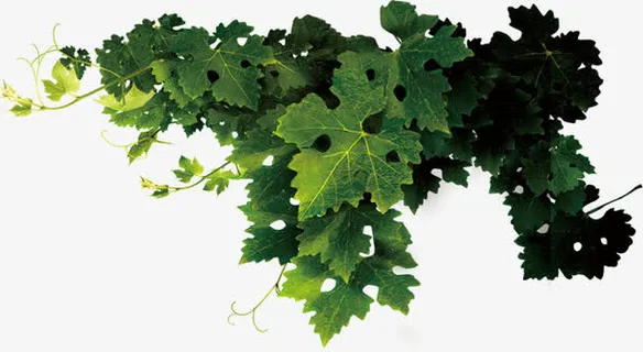 清新绿叶边框素材免抠