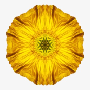 黄色花朵免抠