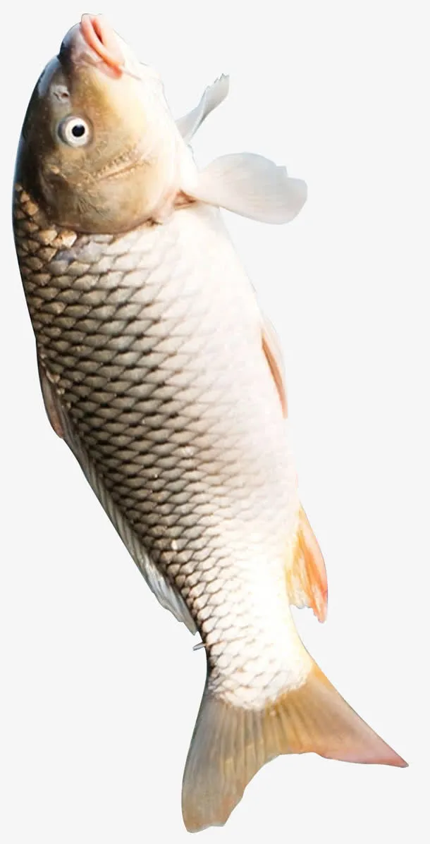 鲤鱼透明免抠