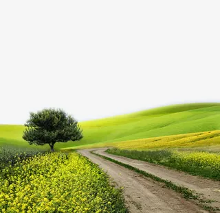 乡间小路草地油菜花高清图片免抠