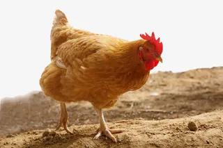 母鸡高清素材免抠