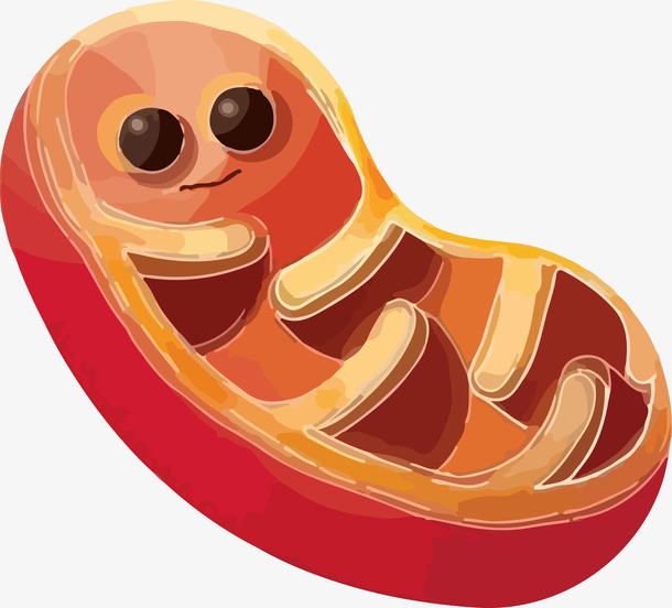 红色可爱的卡通线粒体插画透明p免抠