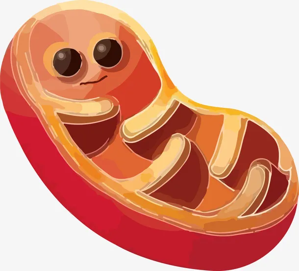 红色可爱的卡通线粒体插画透明p免抠