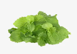 一堆绿薄荷免抠