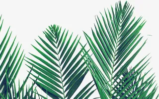 绿色卡通春天树叶装饰设计免抠