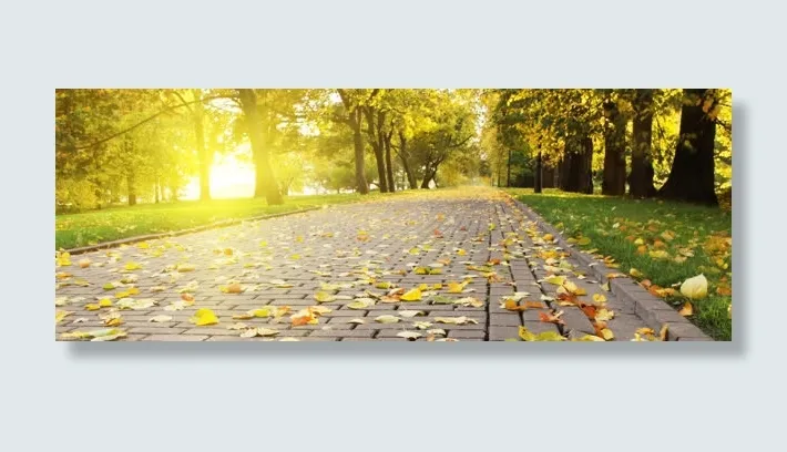 秋天落叶树林唯美背景banner免抠