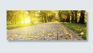 秋天落叶树林唯美背景banner免抠