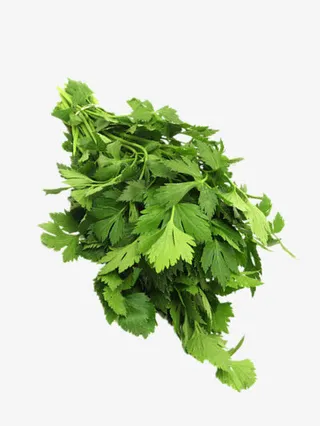 新鲜的香菜免抠