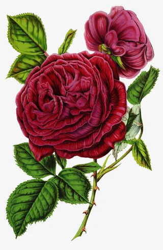 盛开的牡丹花免抠