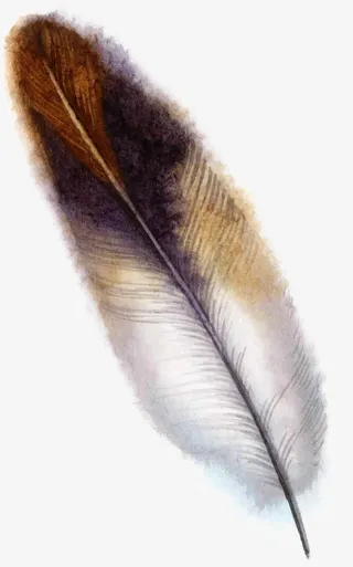 手绘渐变羽毛免抠