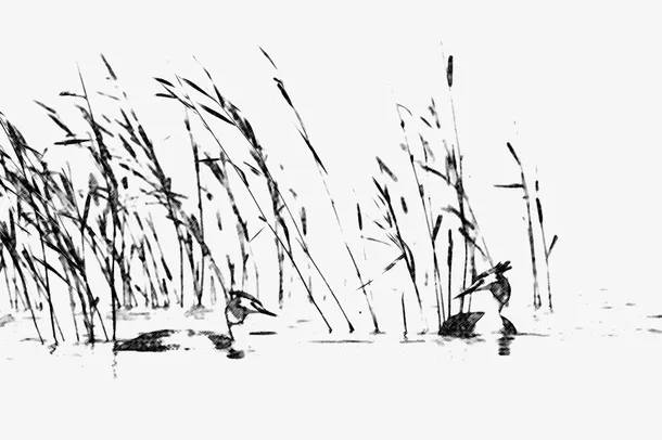 芦苇荡河塘旁野鸭子素描绘画免抠